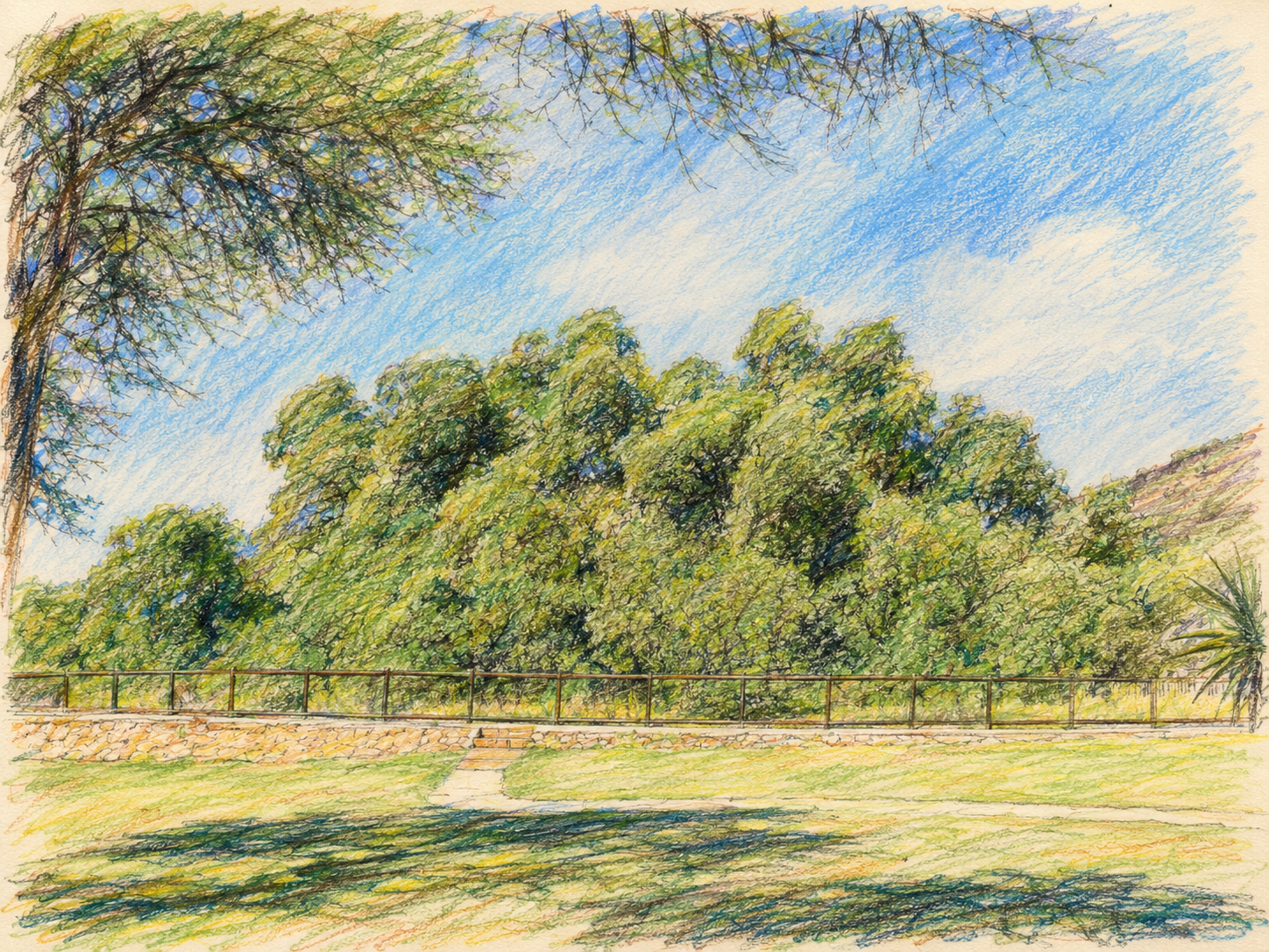 Coloured-pencil sketch of the Wonderboom wild fig tree — Ficus salicifolia — in the Wonderboom Nature Reserve, Pretoria